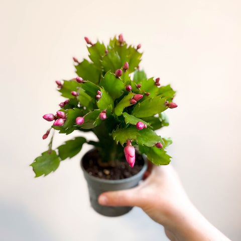 Schlumbergera 'Purple Brazil' - Sprouts of Bristol