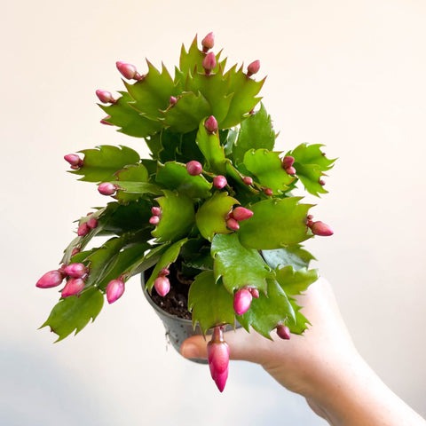 Schlumbergera 'Purple Brazil' - Sprouts of Bristol