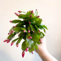 Schlumbergera 'Purple Brazil' - Sprouts of Bristol