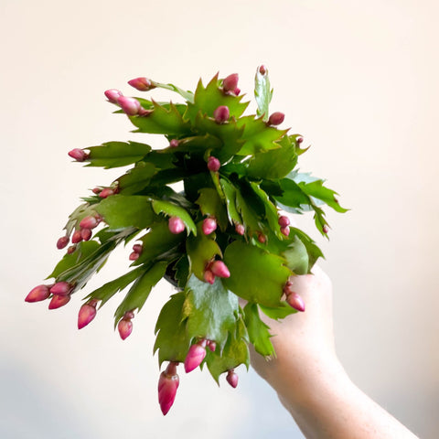 Schlumbergera 'Purple Brazil' - Sprouts of Bristol