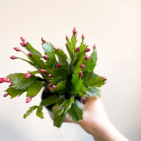 Schlumbergera 'Purple Brazil' - Sprouts of Bristol