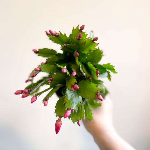 Schlumbergera 'Purple Brazil' - Sprouts of Bristol