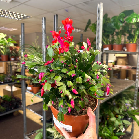 Schlumbergera - Red Holiday Cactus - Sprouts of Bristol
