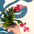 Schlumbergera - Red Holiday Cactus - Sprouts of Bristol