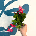 Schlumbergera - Red Holiday Cactus - Sprouts of Bristol