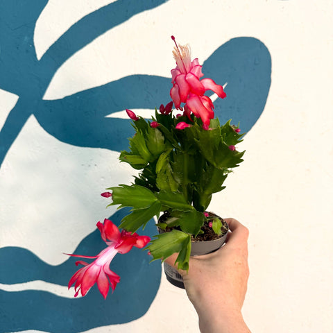Schlumbergera - Red Holiday Cactus - Sprouts of Bristol