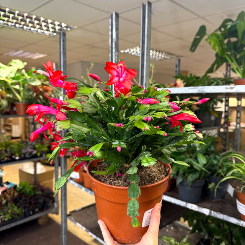 Schlumbergera - Red Holiday Cactus - Sprouts of Bristol