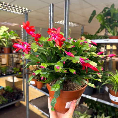 Schlumbergera - Red Holiday Cactus - Sprouts of Bristol