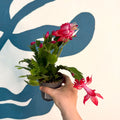 Schlumbergera - Red Holiday Cactus - Sprouts of Bristol