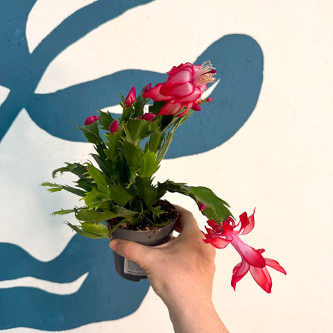 Schlumbergera - Red Holiday Cactus - Sprouts of Bristol