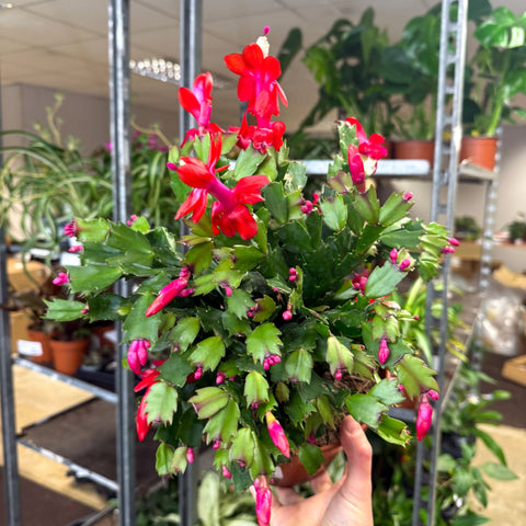 Schlumbergera - Red Holiday Cactus - Sprouts of Bristol