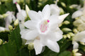 Schlumbergera truncata 'Malissa Dancer' - Sprouts of Bristol