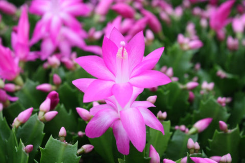 Schlumbergera truncata 'Naomi' - Sprouts of Bristol