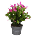 Schlumbergera truncata 'Naomi' - Sprouts of Bristol