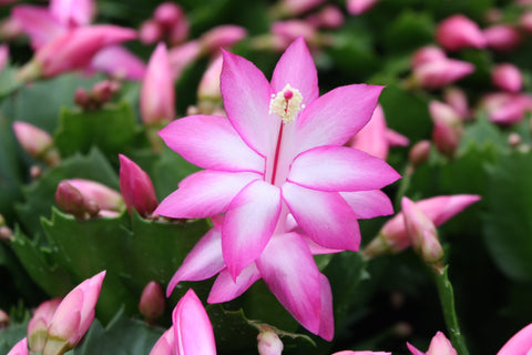 Schlumbergera truncata 'Purple Jolly Dancer' - Sprouts of Bristol