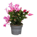 Schlumbergera truncata 'Purple Jolly Dancer' - Sprouts of Bristol