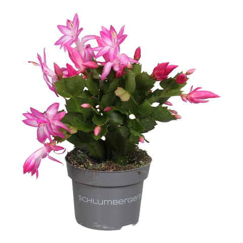 Schlumbergera truncata 'Purple Jolly Dancer' - Sprouts of Bristol