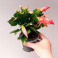 Schlumbergera truncata ‘Thor Freya' - Peach Pink Holiday Cactus - Sprouts of Bristol