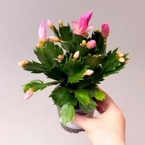 Schlumbergera truncata ‘Thor Sharon' - Dark Pink Holiday Cactus - Sprouts of Bristol
