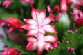 Schlumbergera truncata 'Zaraika' - Sprouts of Bristol