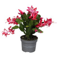 Schlumbergera truncata 'Zaraika' - Sprouts of Bristol