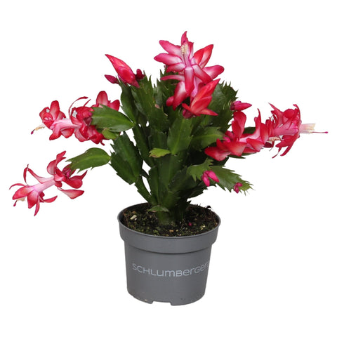 Schlumbergera truncata 'Zaraika' - Sprouts of Bristol