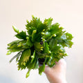 Schlumbergera 'White Brazil' - Sprouts of Bristol