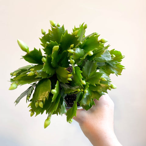 Schlumbergera 'White Brazil' - Sprouts of Bristol