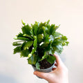 Schlumbergera 'White Brazil' - Sprouts of Bristol