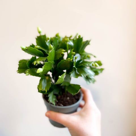 Schlumbergera 'White Brazil' - Sprouts of Bristol