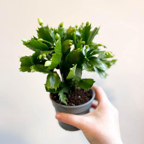 Schlumbergera 'White Brazil' - Sprouts of Bristol