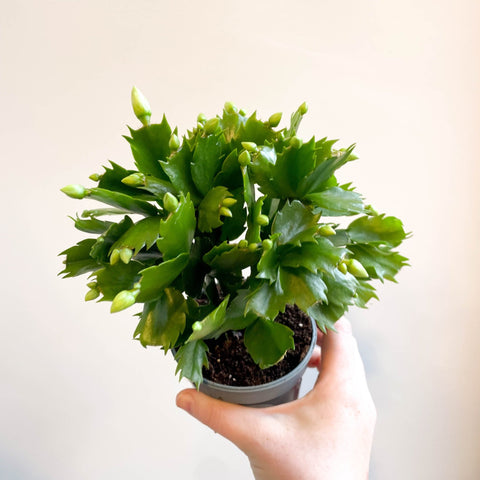 Schlumbergera 'White Brazil' - Sprouts of Bristol