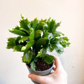 Schlumbergera 'White Brazil' - Sprouts of Bristol