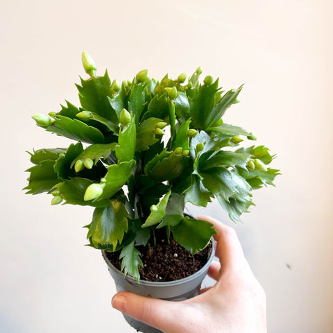 Schlumbergera 'White Brazil' - Sprouts of Bristol