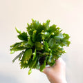 Schlumbergera 'White Brazil' - Sprouts of Bristol