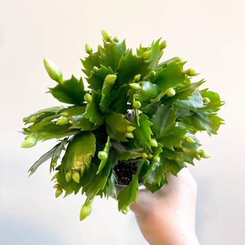 Schlumbergera 'White Brazil' - Sprouts of Bristol