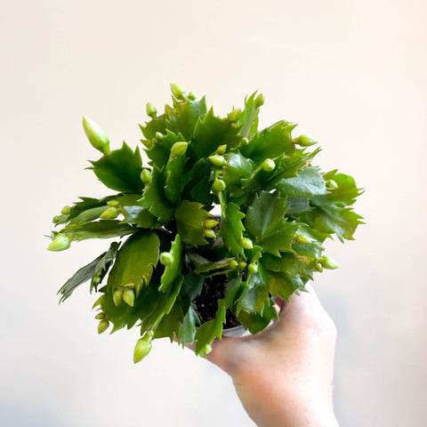 Schlumbergera 'White Brazil' - Sprouts of Bristol