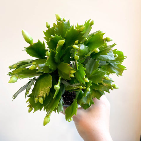 Schlumbergera 'White Brazil' - Sprouts of Bristol