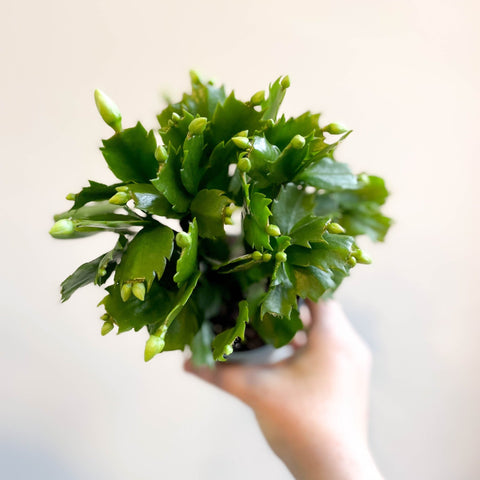 Schlumbergera 'White Brazil' - Sprouts of Bristol