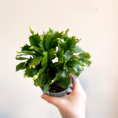 Schlumbergera 'White Brazil' - Sprouts of Bristol