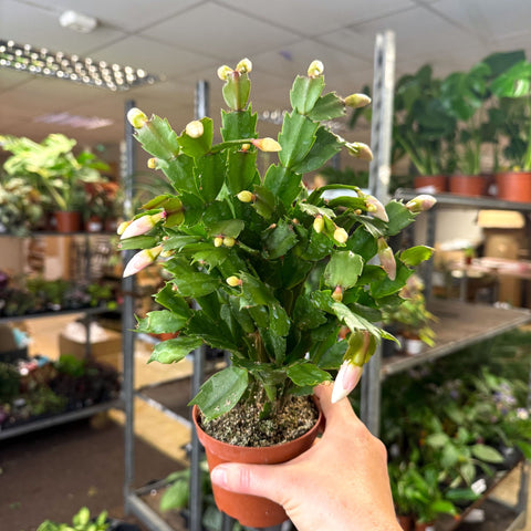 Schlumbergera - White Holiday Cactus - Sprouts of Bristol