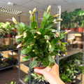 Schlumbergera - White Holiday Cactus - Sprouts of Bristol