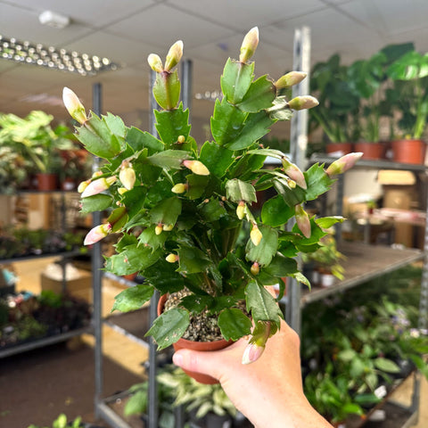 Schlumbergera - White Holiday Cactus - Sprouts of Bristol