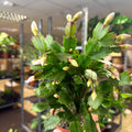 Schlumbergera - White Holiday Cactus - Sprouts of Bristol