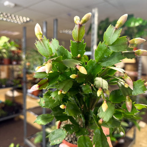 Schlumbergera - White Holiday Cactus - Sprouts of Bristol