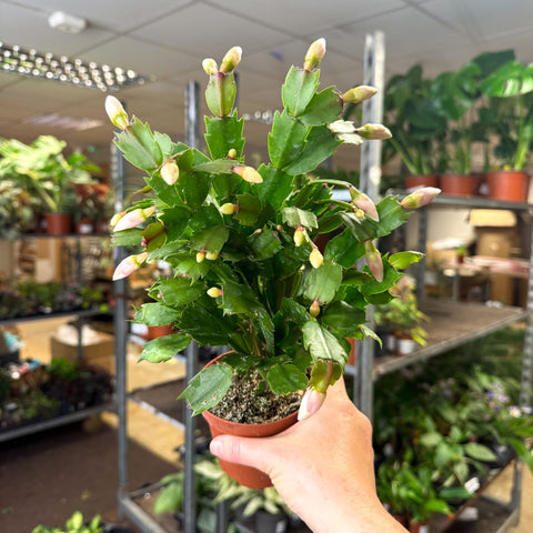 Schlumbergera - White Holiday Cactus - Sprouts of Bristol