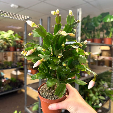 Schlumbergera - White Holiday Cactus - Sprouts of Bristol