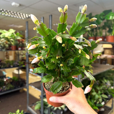Schlumbergera - White Holiday Cactus - Sprouts of Bristol