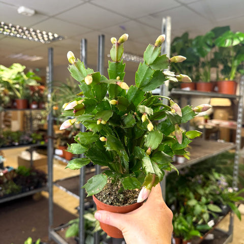 Schlumbergera - White Holiday Cactus - Sprouts of Bristol