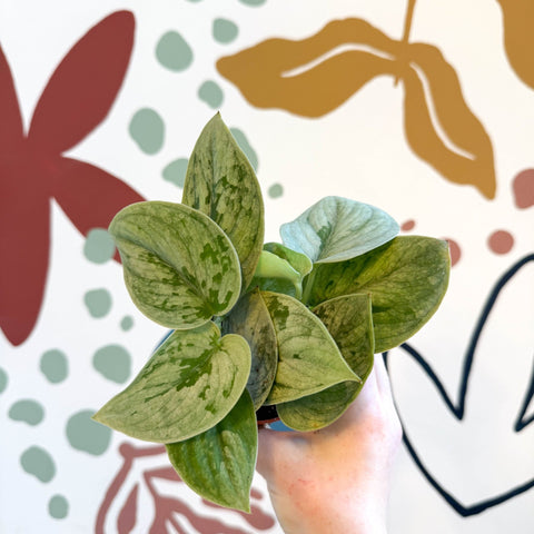 silvery anne pothos Pothos satinado